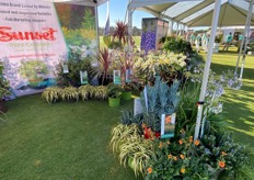 And the brand PDS brand Sunset® Plant Collection.